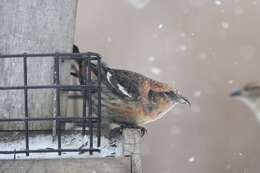 Image of Two-barred Crossbill