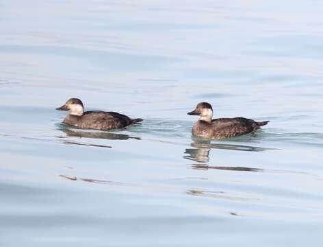 Image of American Scoter