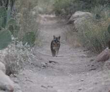 Image of Grey Foxes