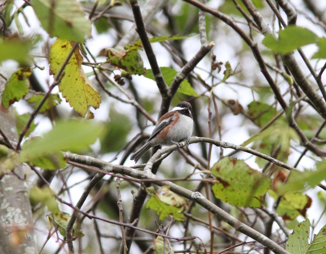 Image of Chestnut-backed Chickadee