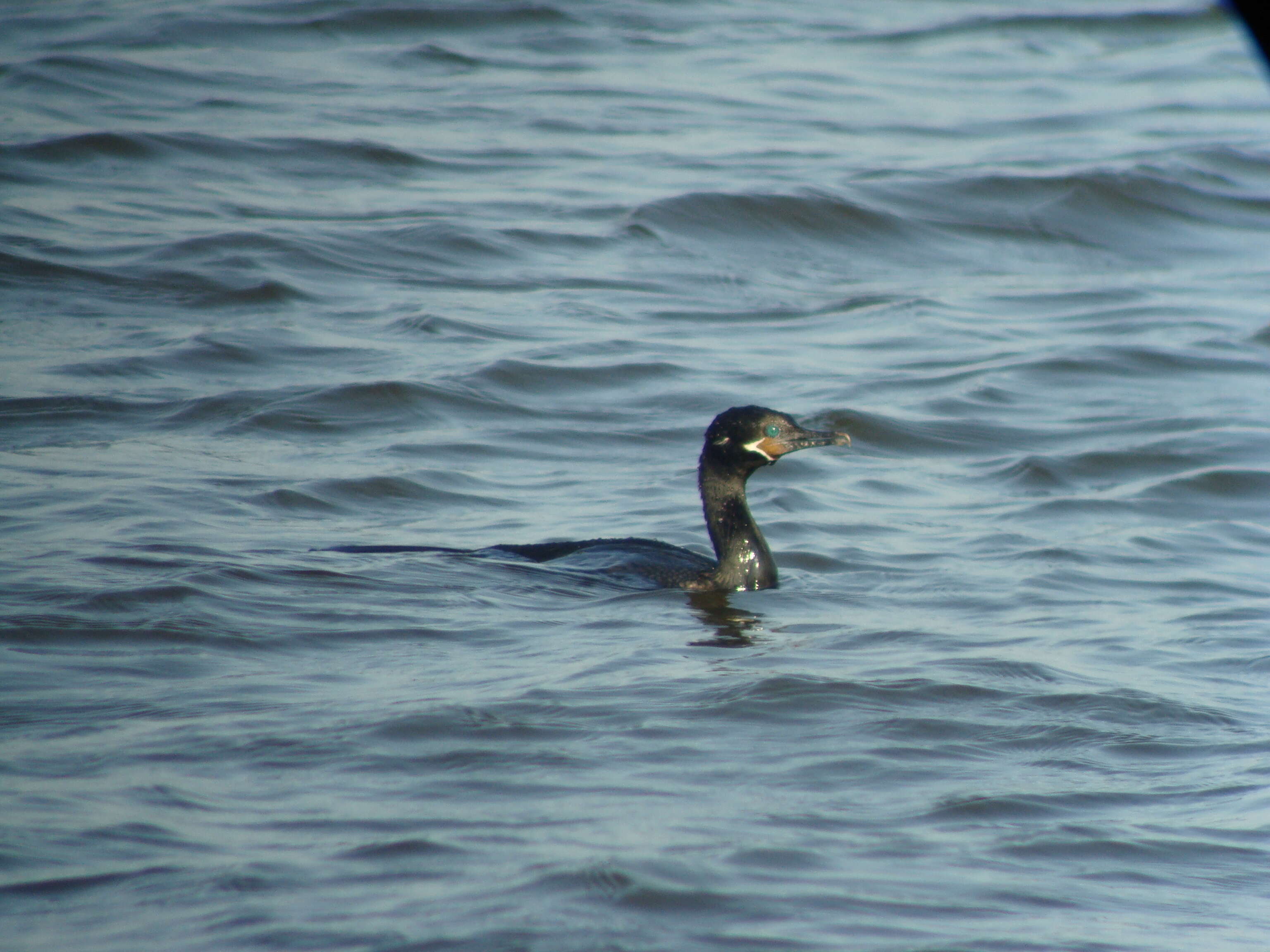 Image of Neotropic Cormorant