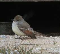 Image of Ash-throated Flycatcher