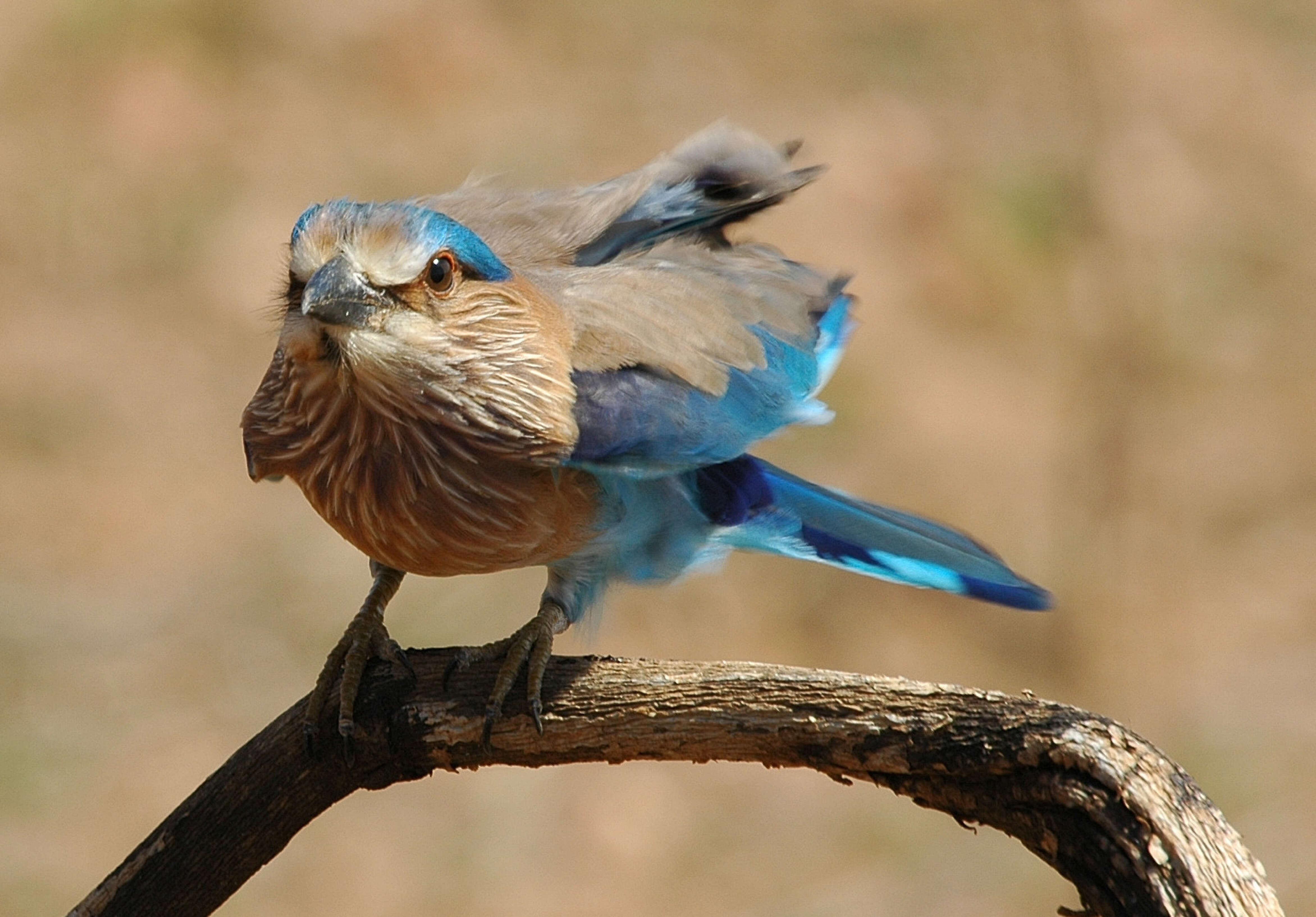 Image of Indian Roller