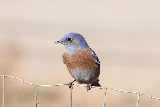 Image of Western Bluebird