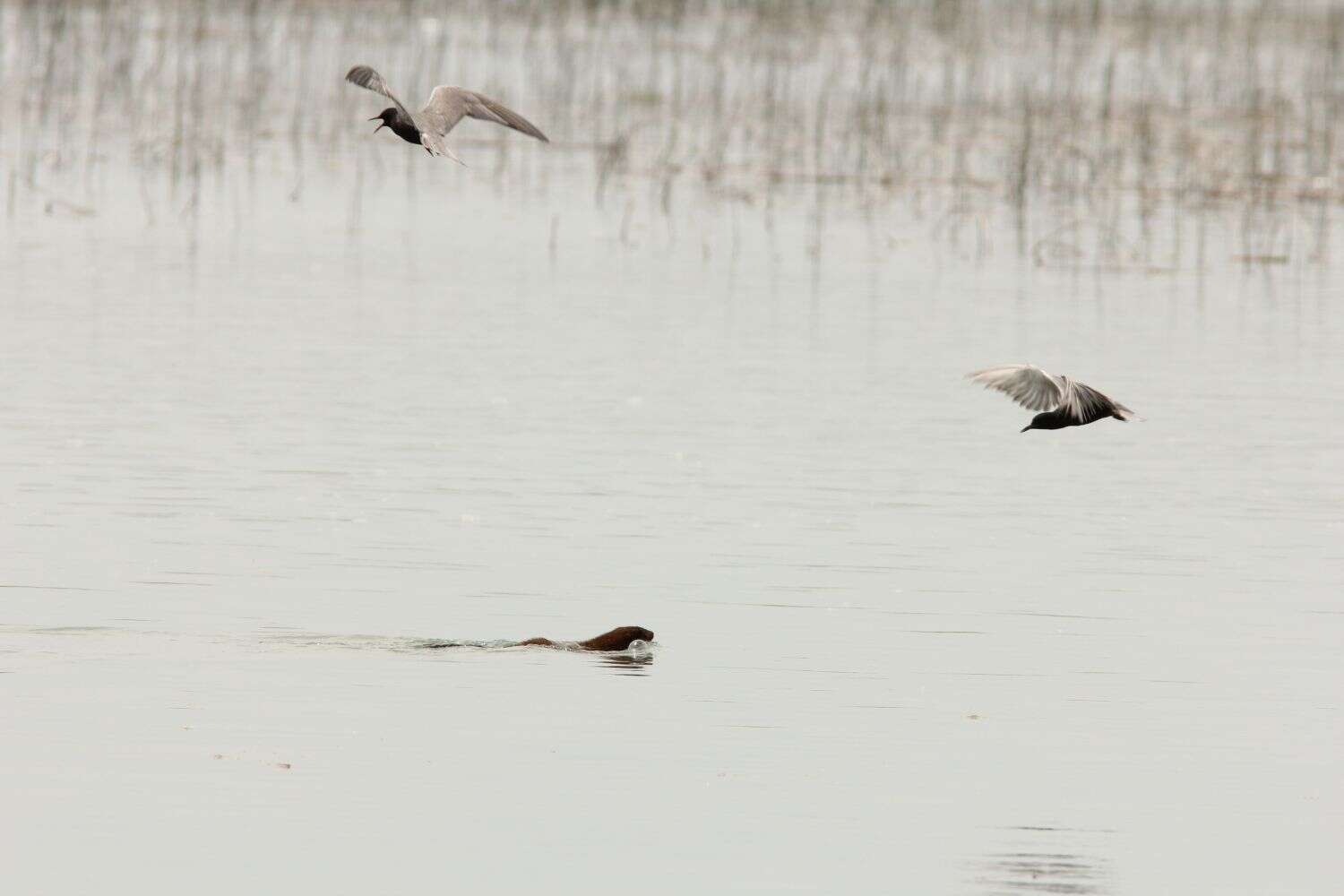 Image of American Mink