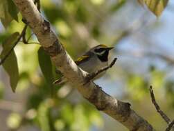 Image of Golden-winged Warbler