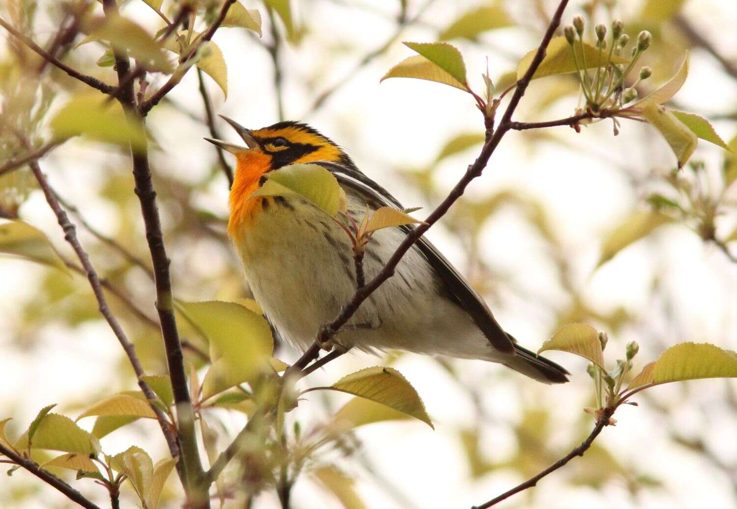 Image of Blackburnian Warbler