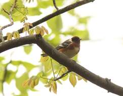 Image of Bay-breasted Warbler