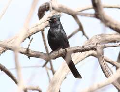 Image of Phainopepla Baird & SF 1858