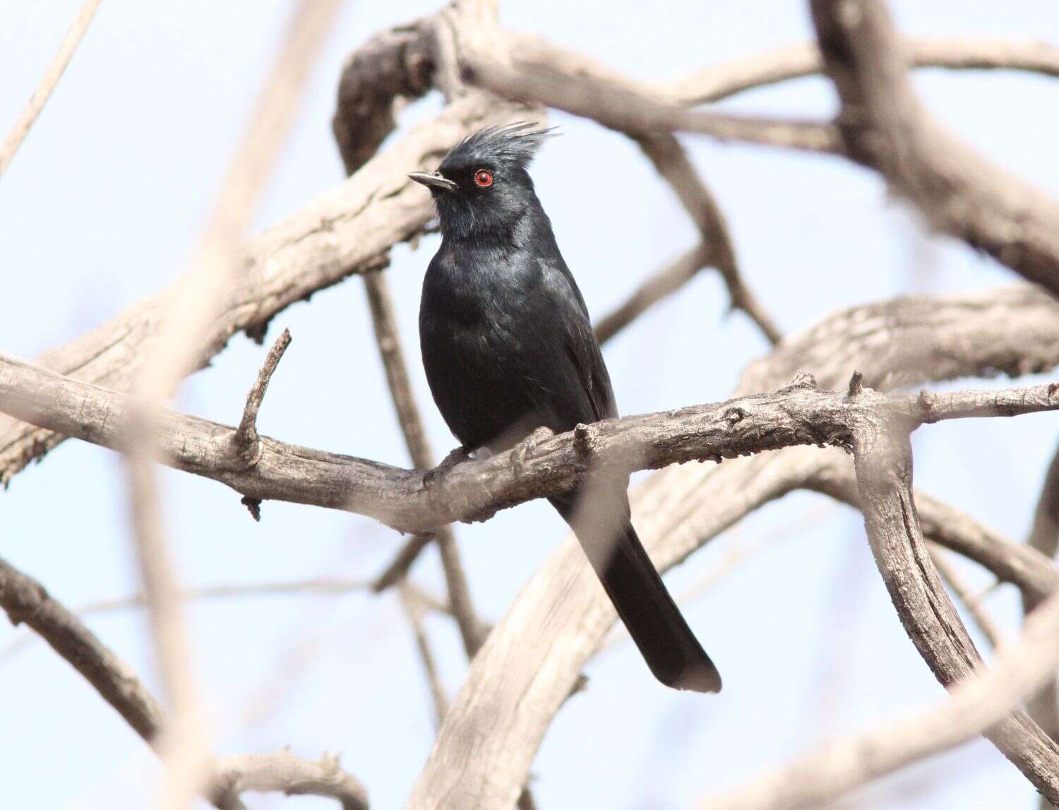 Image of Phainopepla Baird & SF 1858