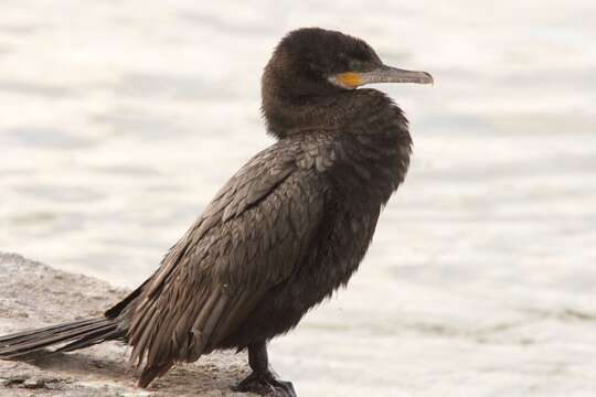 Image of Neotropic Cormorant