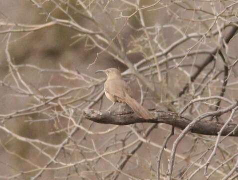 Image of Crissal Thrasher