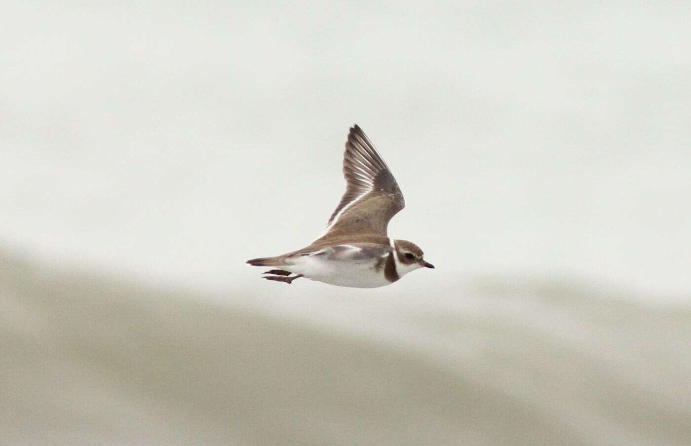 Image of Semipalmated Plover