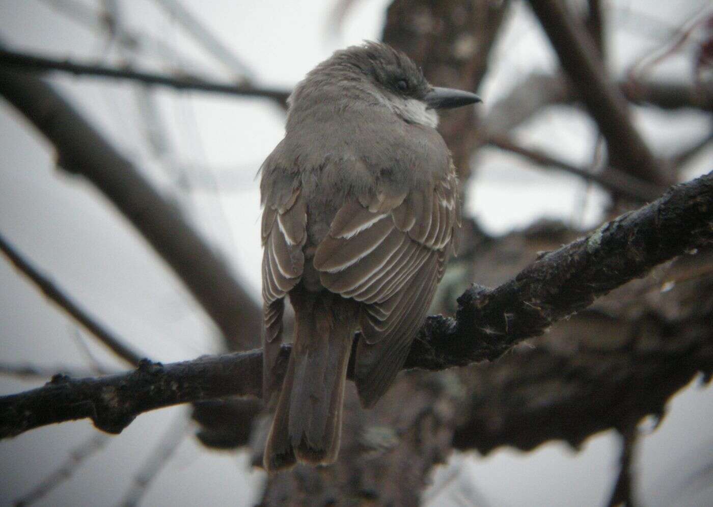 صورة عصفور الملك الرمادي