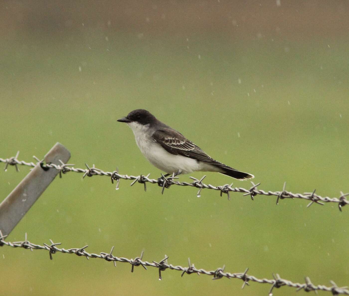 Image of Eastern Kingbird