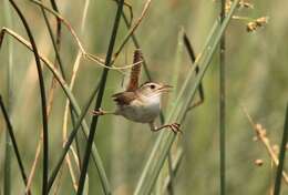 Image of Marsh Wren