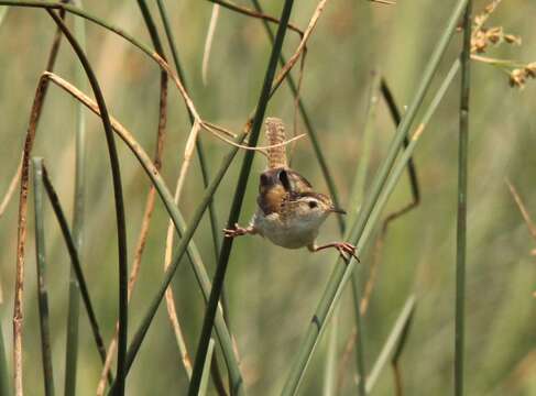 Image of Marsh Wren