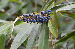 Image of Blue Berry Ginger