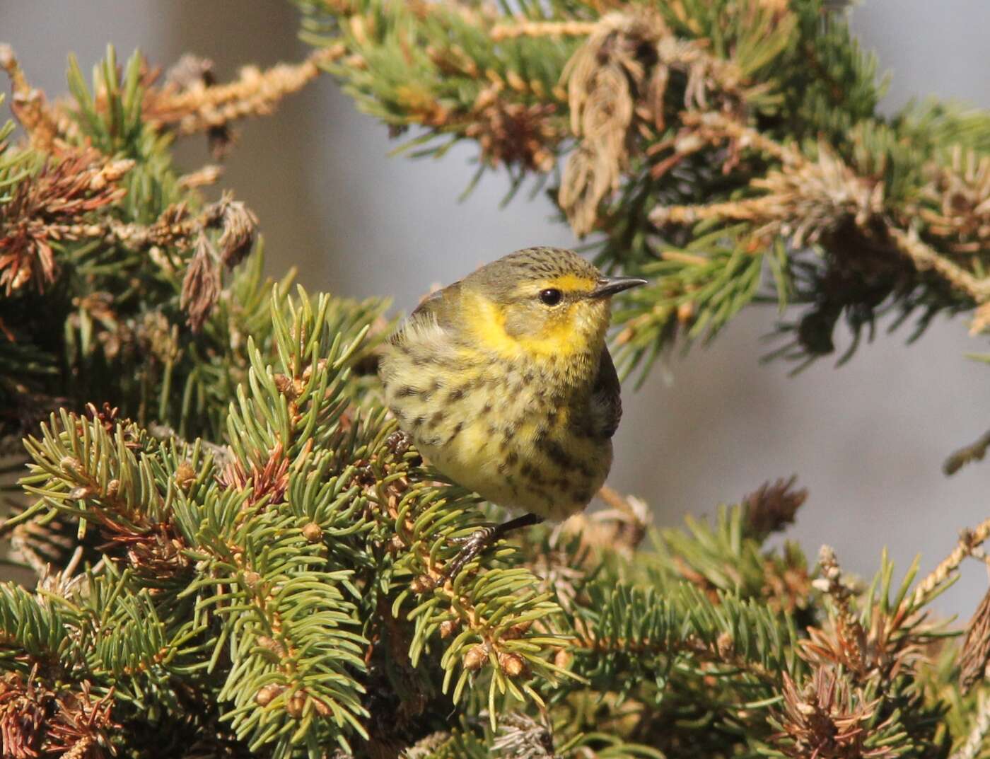 Image of Cape May Warbler