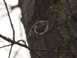 Image of Golden-crowned Kinglet