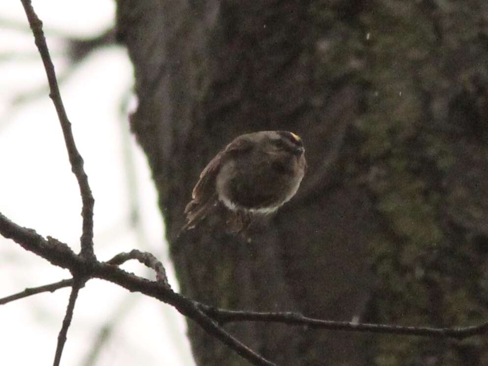 Image of Golden-crowned Kinglet