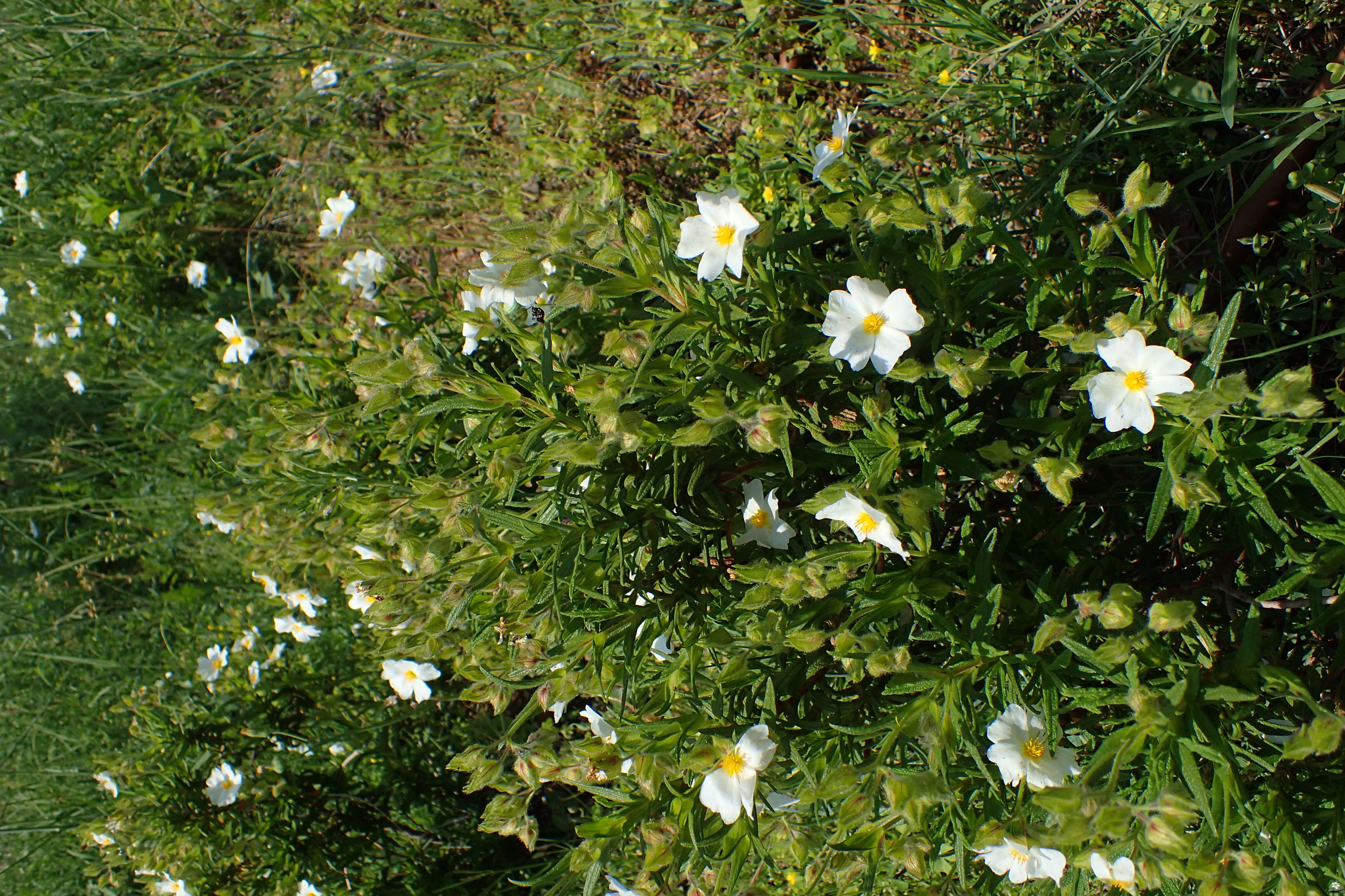 Imagem de Cistus monspeliensis L.