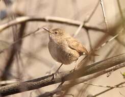 Image of House Wren