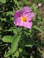 Image of Cistus creticus L.