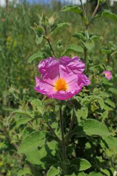 Image of Cistus creticus L.