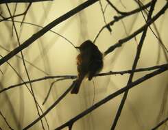 Image of Eastern Phoebe