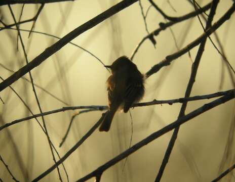 Image of Eastern Phoebe