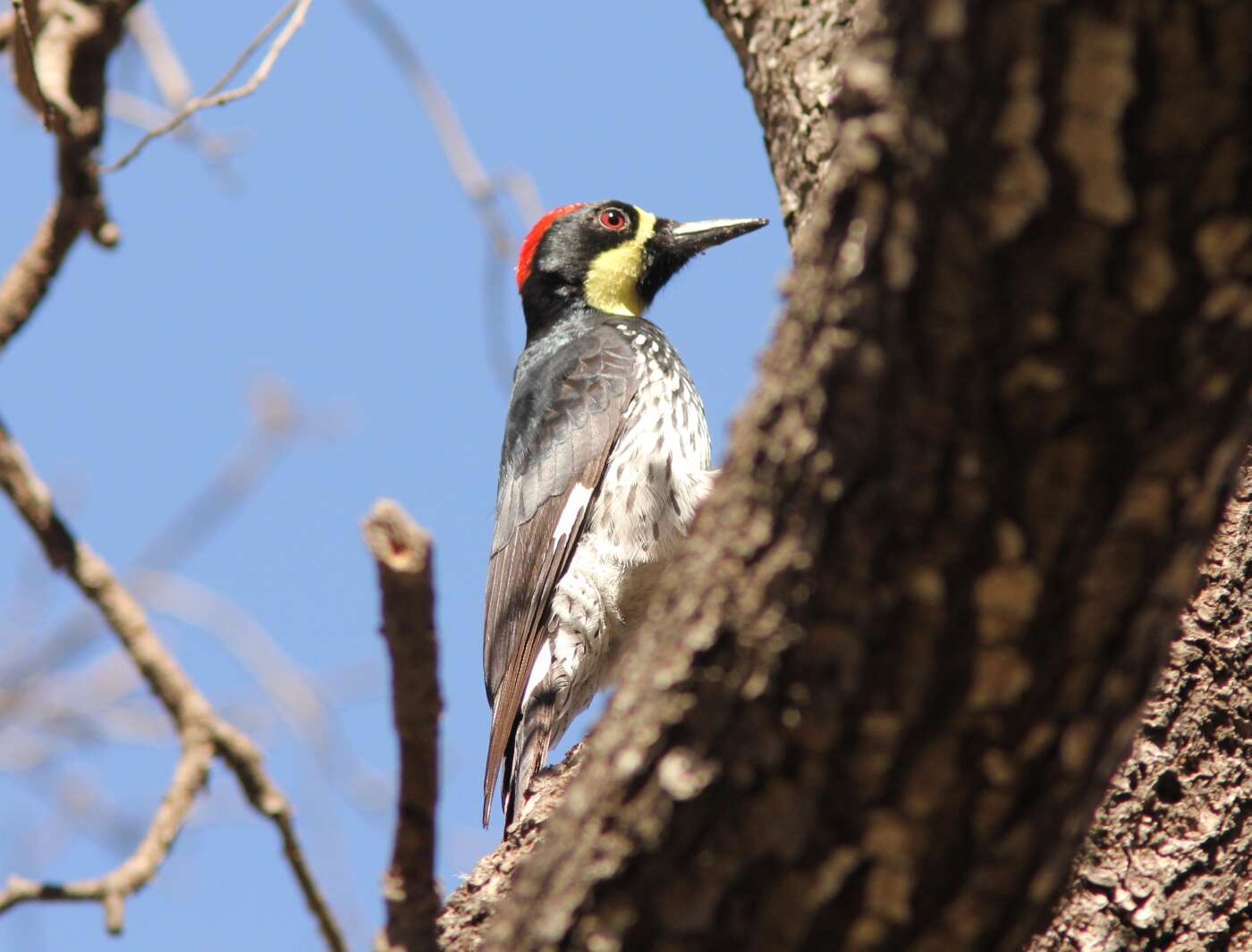 Image of Acorn Woodpecker