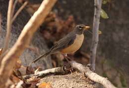 Image of American Robin