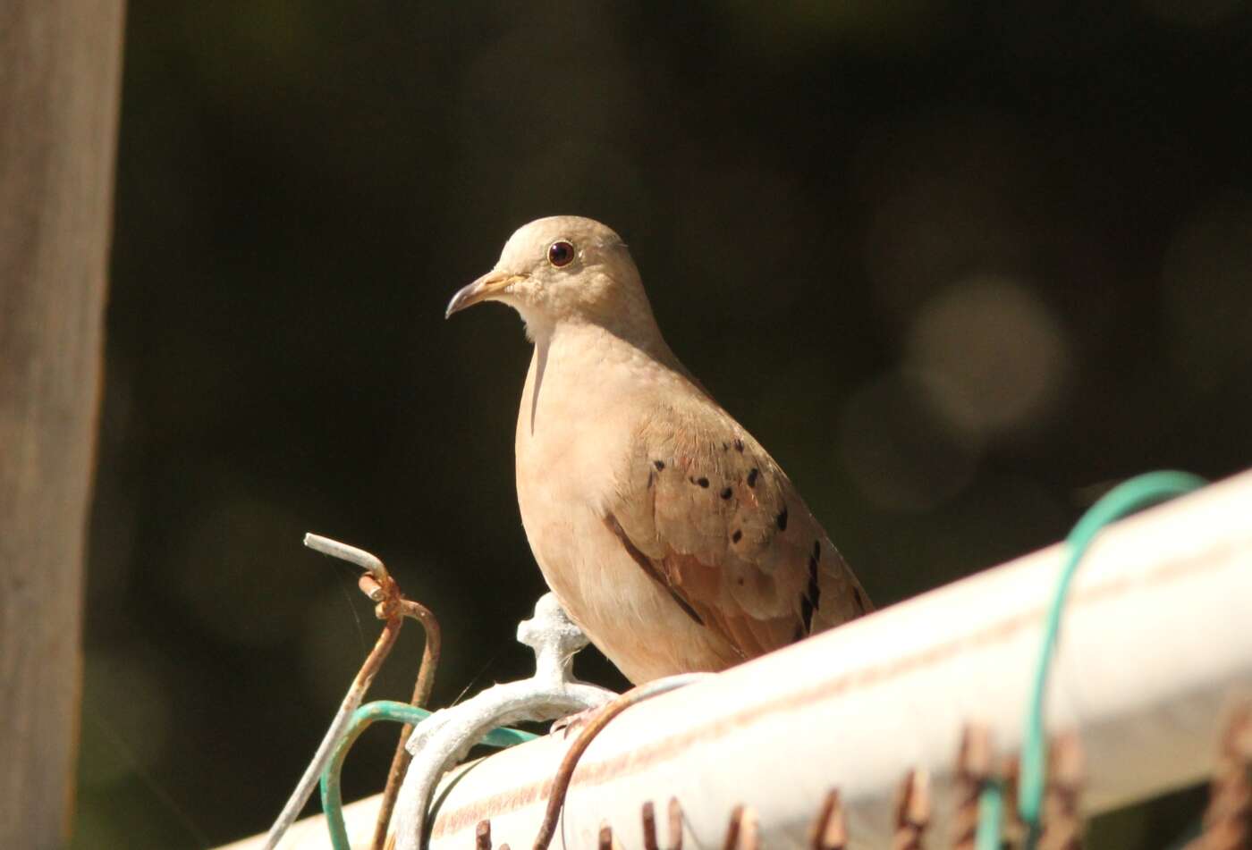 Image of Ruddy Ground Dove