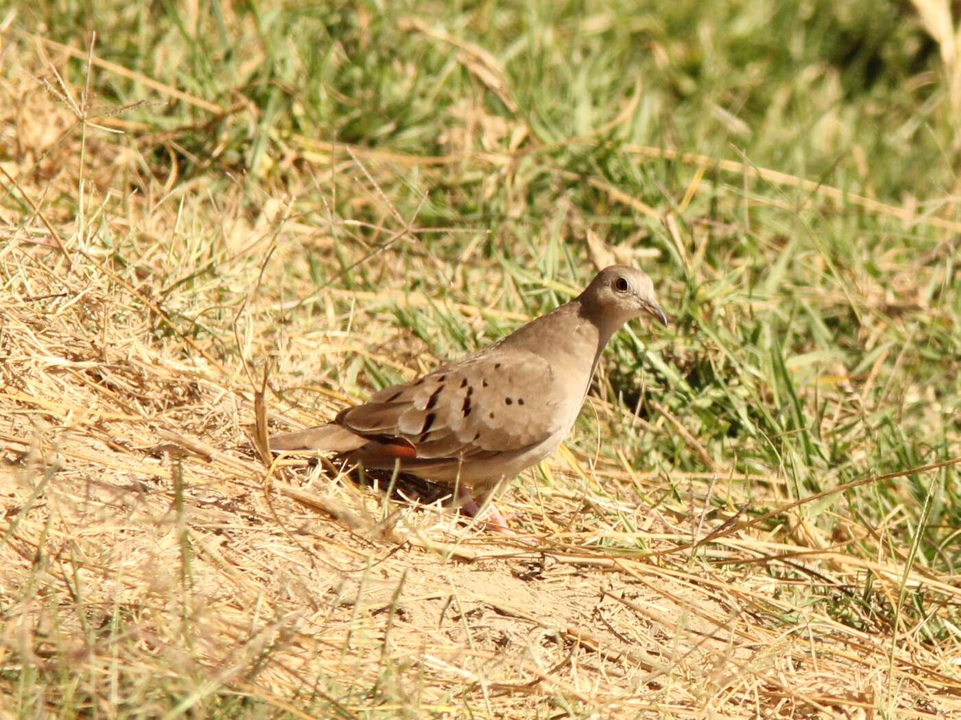 Image of Ruddy Ground Dove