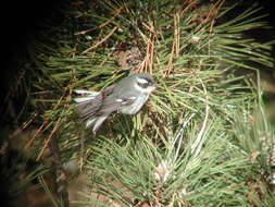 Image of Black-throated Grey Warbler