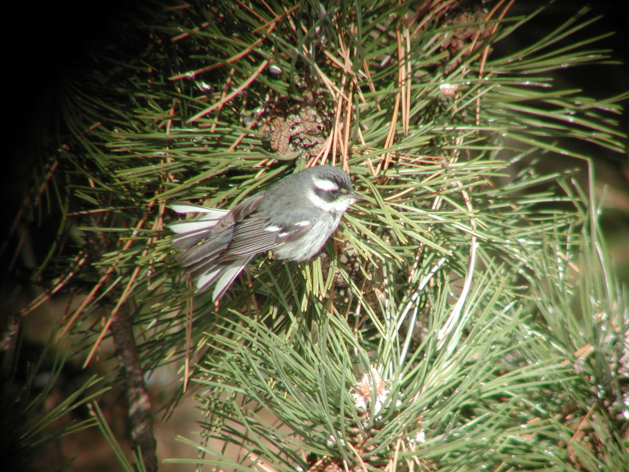 Image of Black-throated Grey Warbler