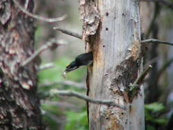 Image of Black-backed Woodpecker