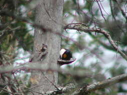 Image of Black-backed Woodpecker