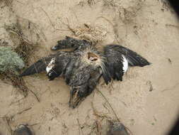 Image of White-winged Scoter