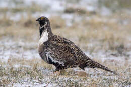 Image of Gunnison sage-grouse; greater sage-grouse