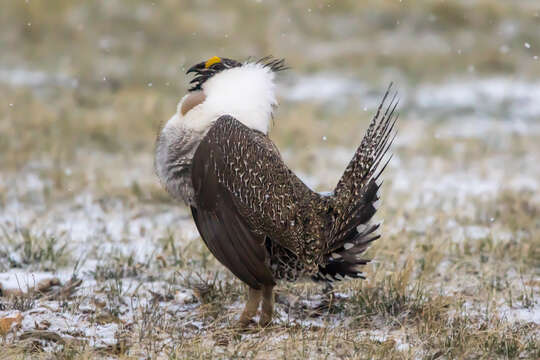 Image of Gunnison sage-grouse; greater sage-grouse