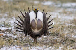 Image of Gunnison sage-grouse; greater sage-grouse