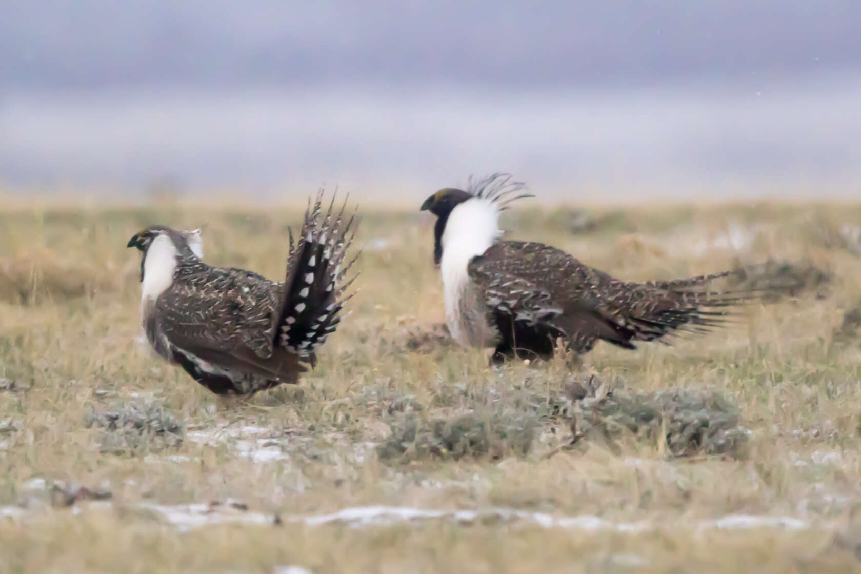 Image of Gunnison sage-grouse; greater sage-grouse