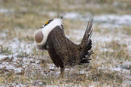 Image of Gunnison sage-grouse; greater sage-grouse