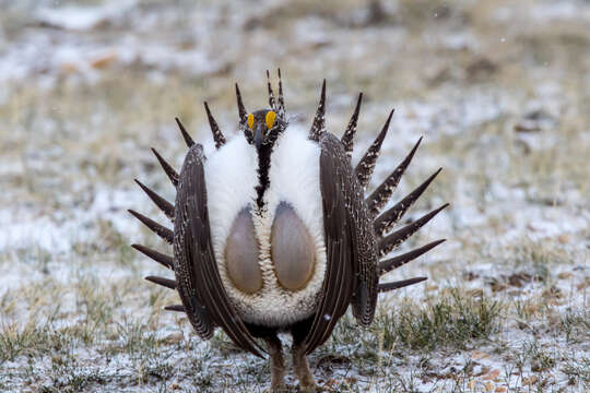 Image of Gunnison sage-grouse; greater sage-grouse