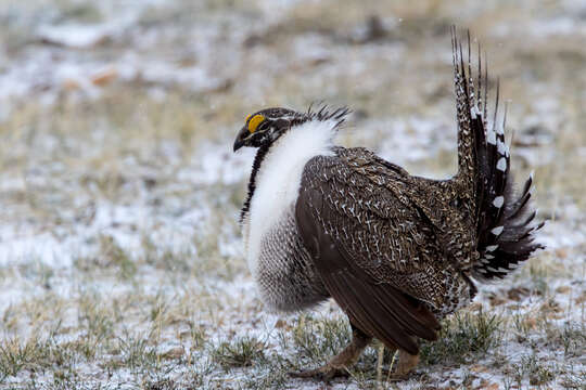 Image of Gunnison sage-grouse; greater sage-grouse