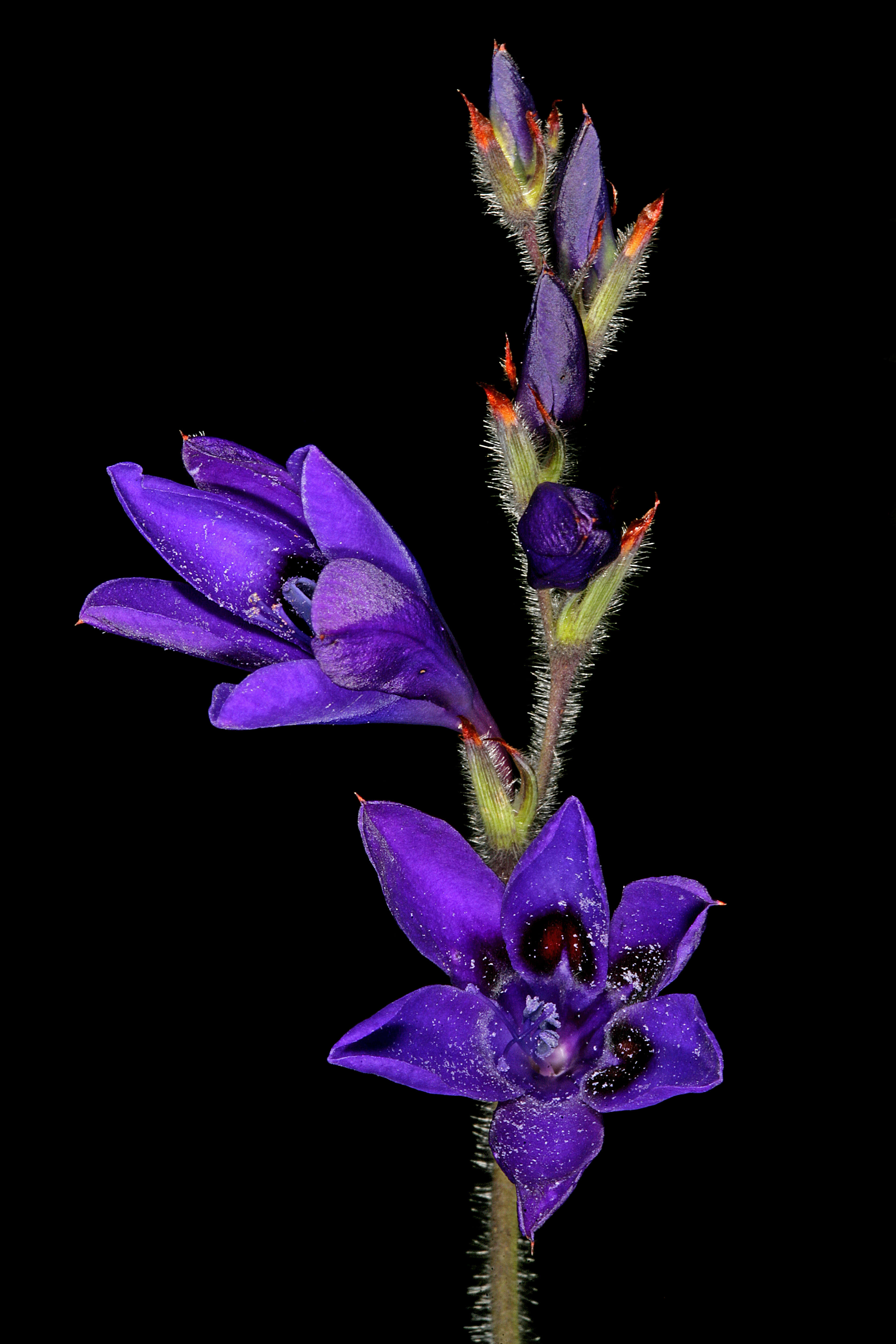 Image of Babiana angustifolia Sweet