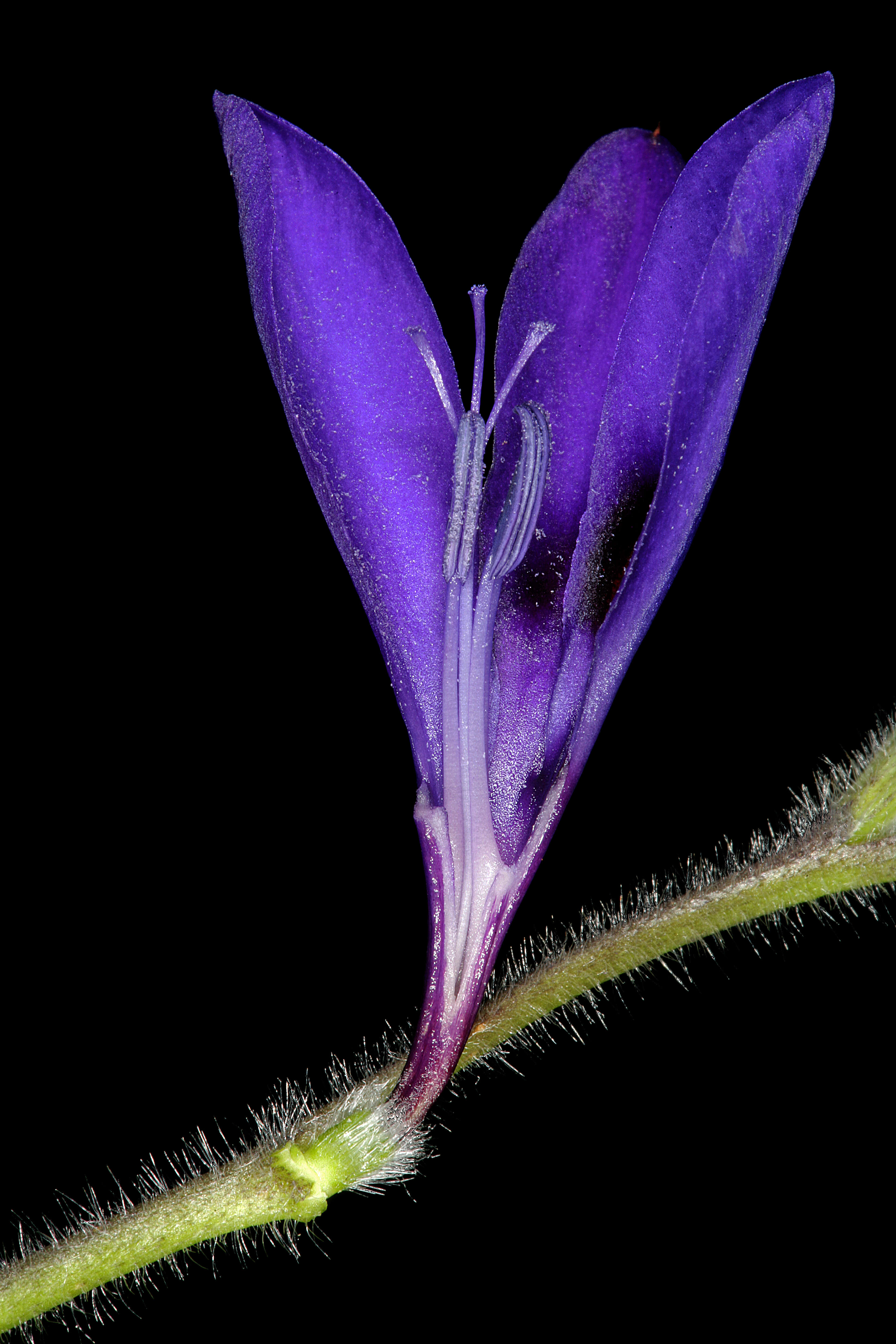 Image of Babiana angustifolia Sweet