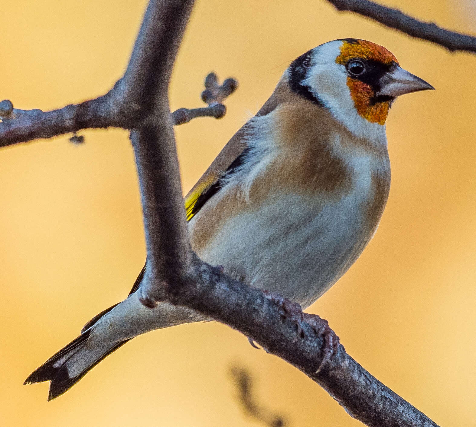 Image of European Goldfinch